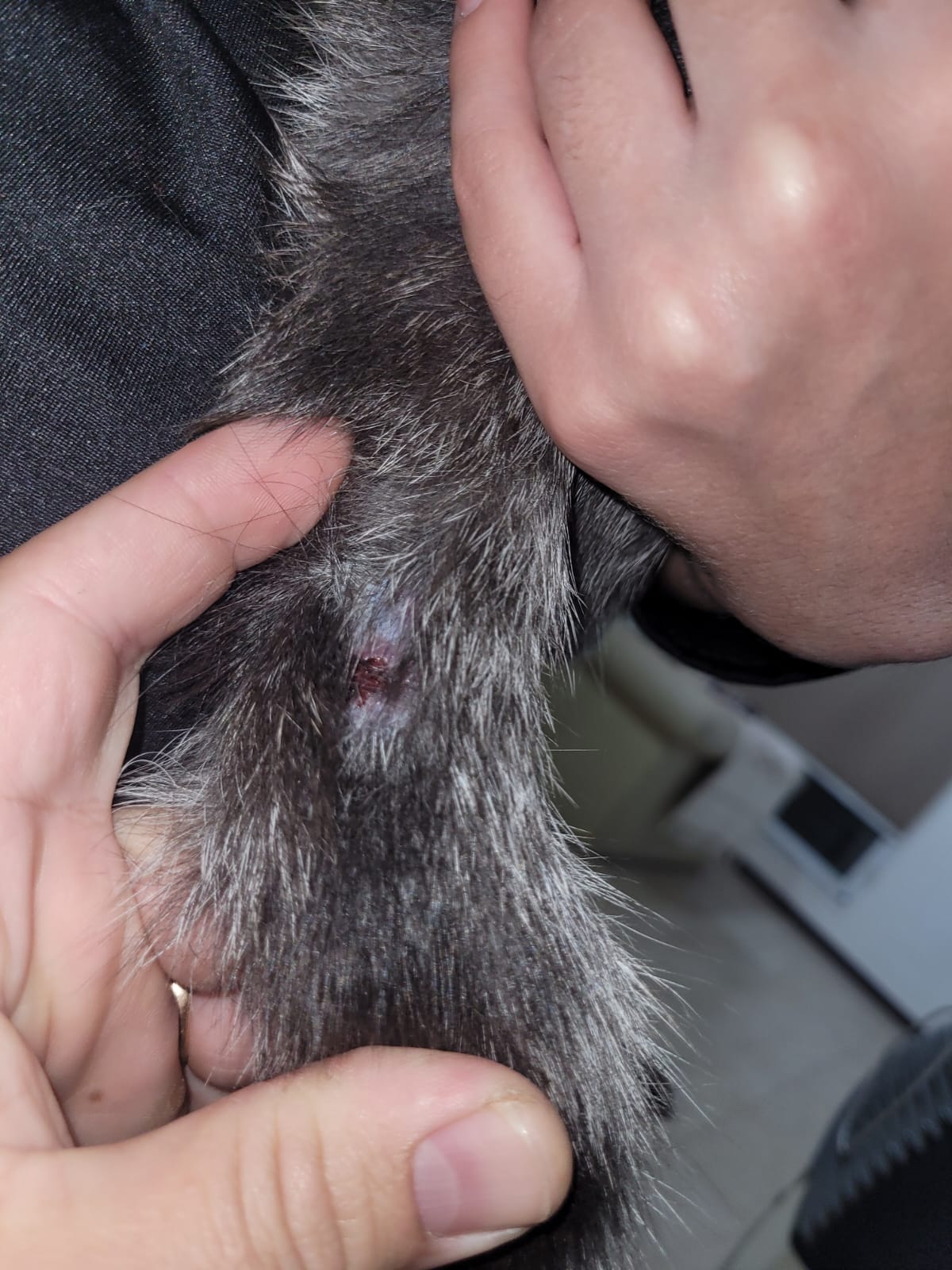 Misterio en Funes City: ataques con balines a gatos alarman a los vecinos y vecinas